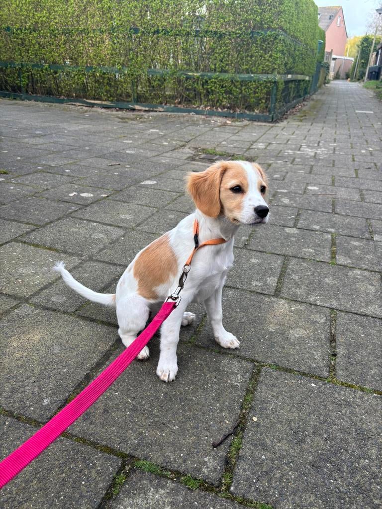 Beagle x kooiker pup, Beagle, 8 tot 15 weken, Teef, Eén hond