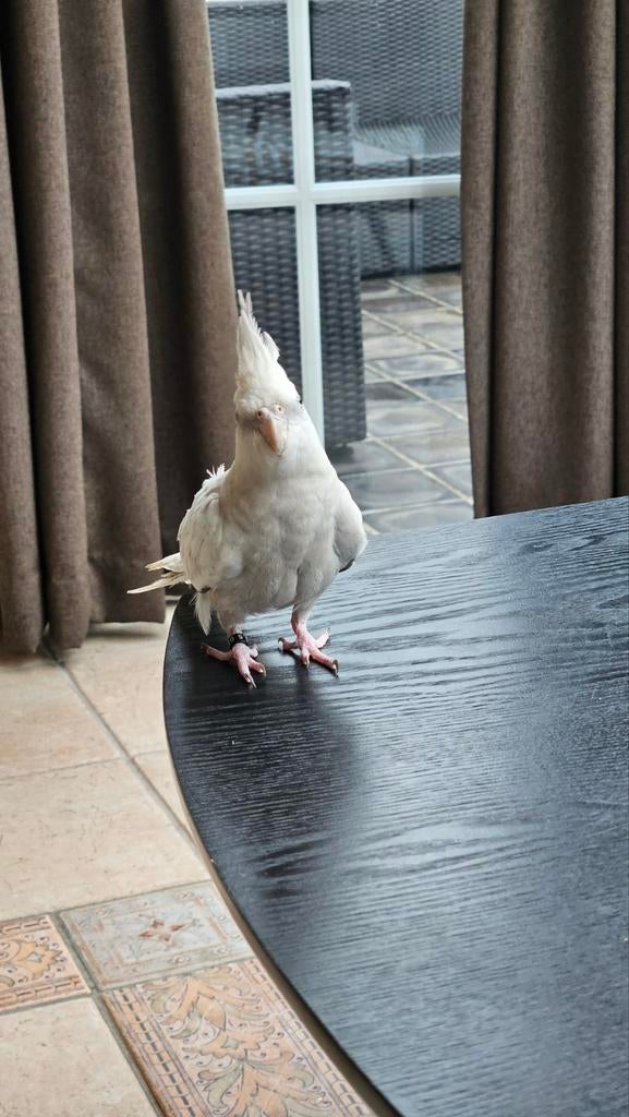 Tamme valkparkiet, Geslacht onbekend, Overige soorten