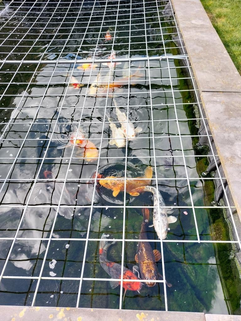 Te koop complete koi vijver, Karper of Koi