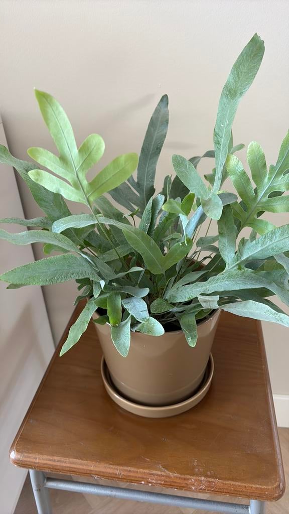 Varenplant in bloempot net schotel, Ophalen of Verzenden, Halfschaduw, Minder dan 100 cm