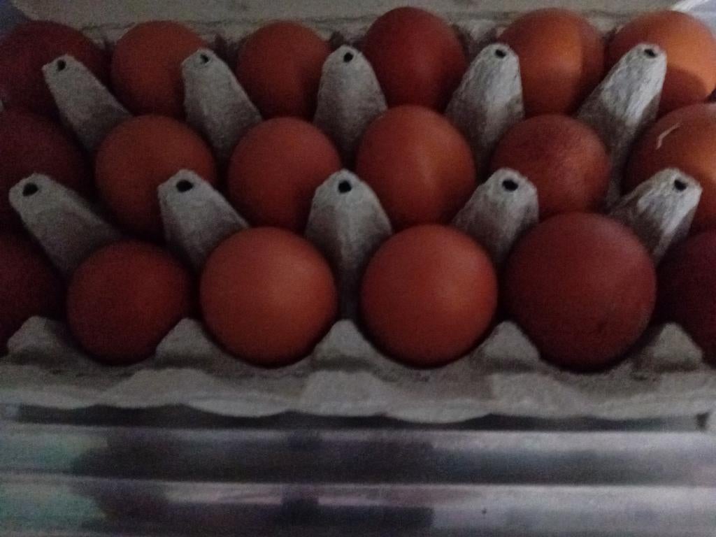 Broedeieren te koop van de marans kippen ⁹, Geslacht onbekend, Kip