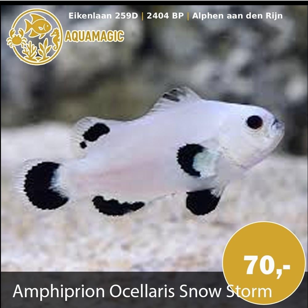 nemo snow storm, Dieren en Toebehoren, Vis, Zoutwatervis