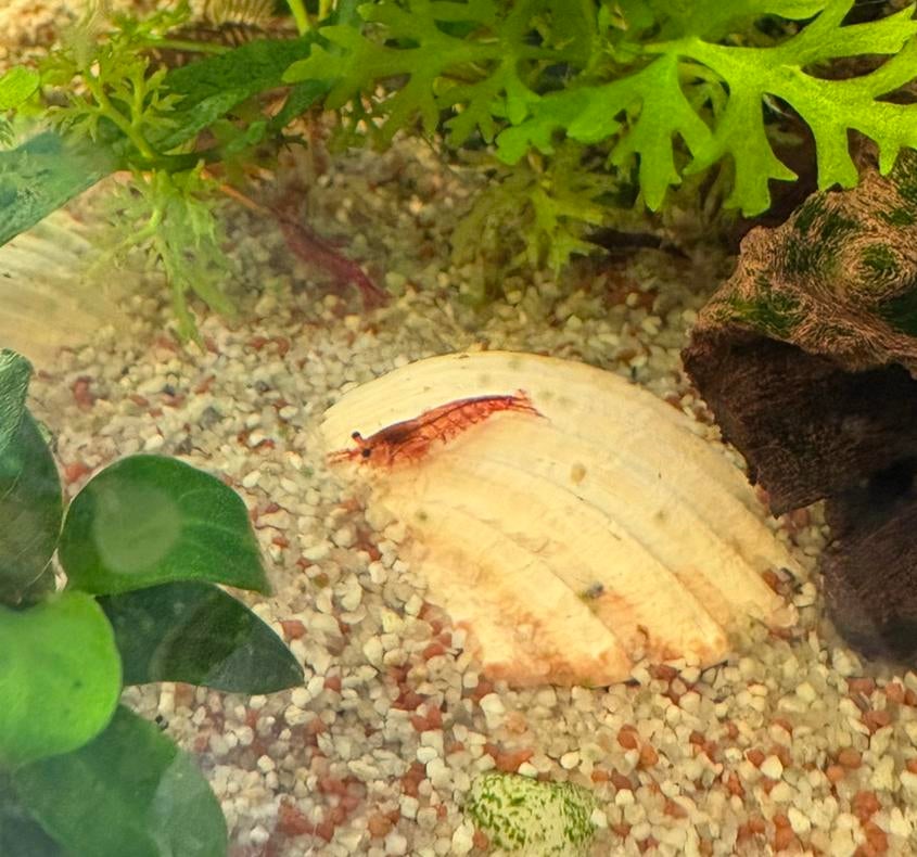 Vuurgarnalen - neocaridina red, Kreeft, Krab of Garnaal