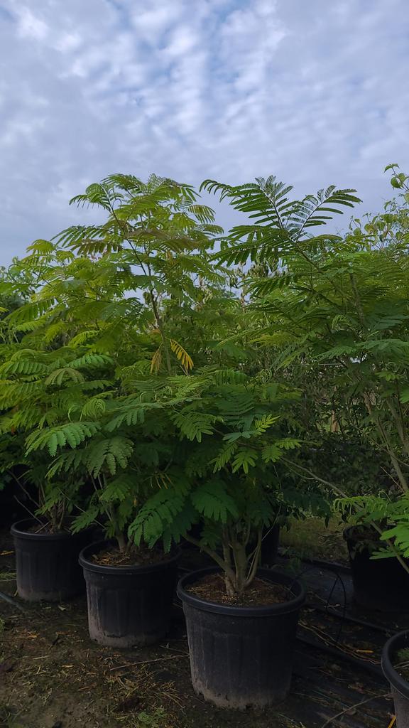 Meerstammige Albizia slaapboom in soorten en maten, Tuin en Terras, Ophalen of Verzenden, Zomer, Volle zon, Overige soorten