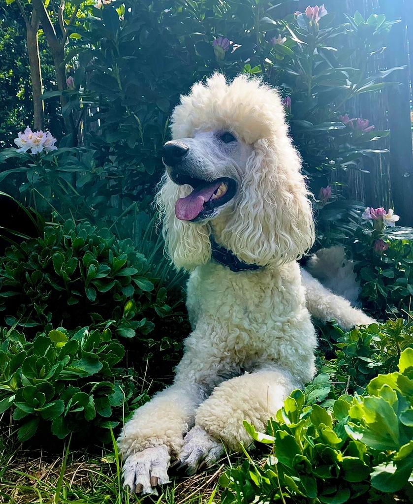 Koningspoedel (Grote Poedel)pups verwacht binnen 5-6 maanden, België, Particulier, Overige rassen, 8 tot 15 weken