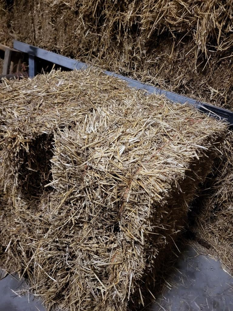 Tarwe stro, Ophalen of Verzenden, Vee