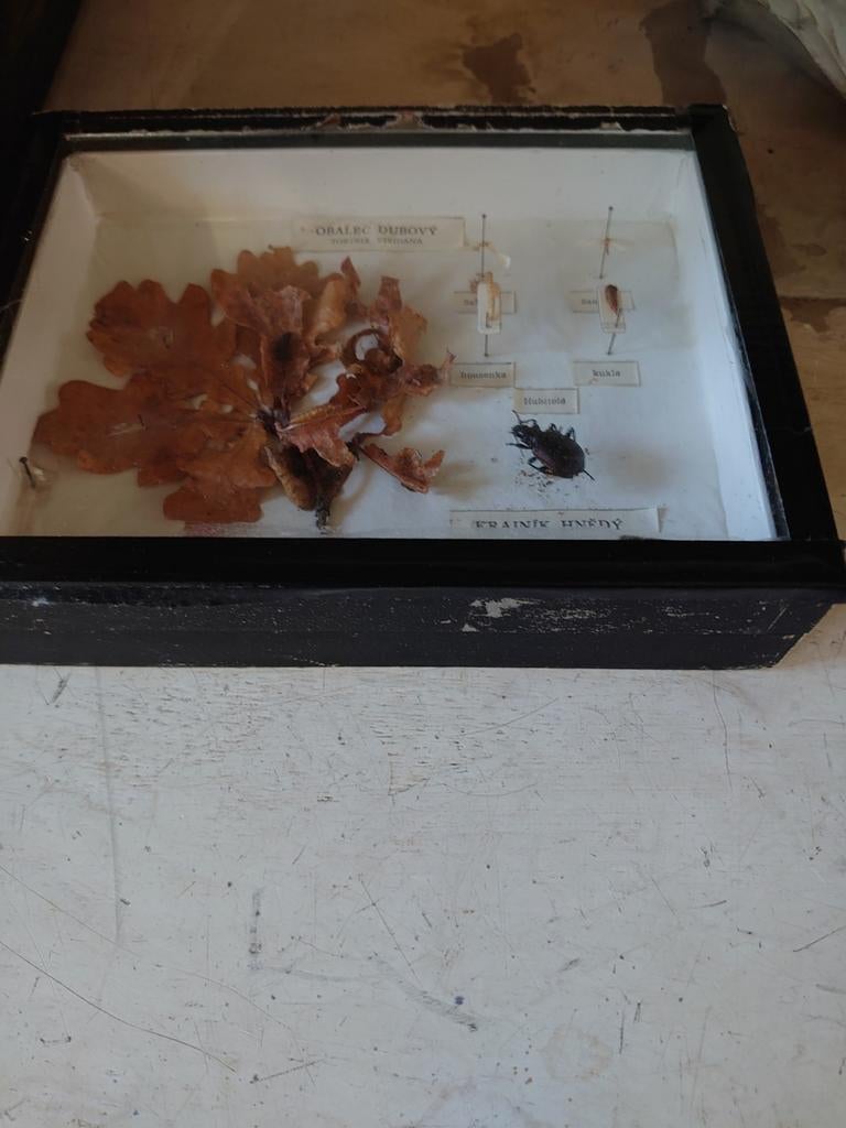 Torren vitrine schoolvitrine sale!, Ophalen