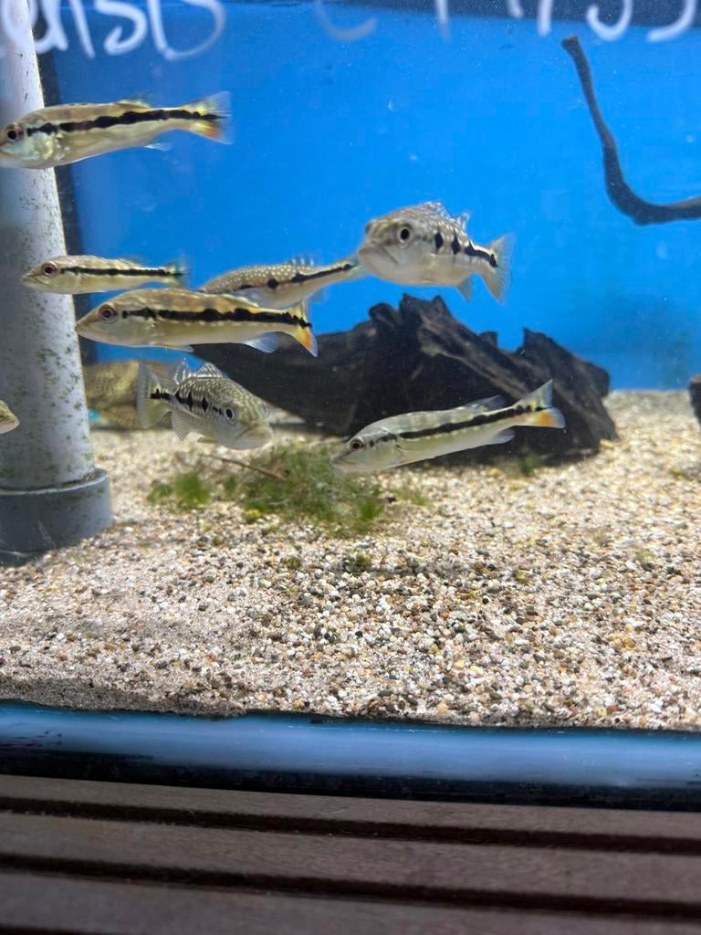 Cichla Orinocensis maat s, Dieren en Toebehoren, Vis