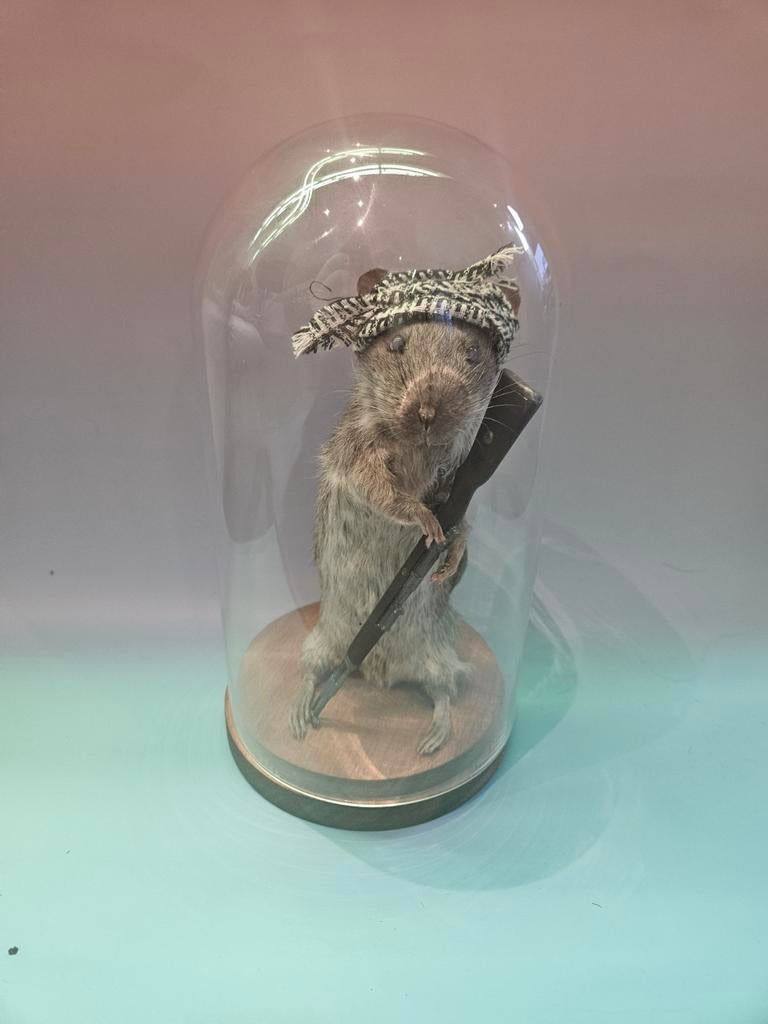 Geprepareerde Rat met Geweer, Ophalen of Verzenden, Nieuw, Boerderijdier, Opgezet dier