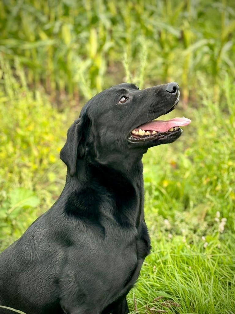 labrador dekreu (met stamboom), Reu, Parvo, Eén hond, 3 tot 5 jaar