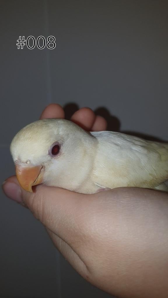 ♀️️Halftam agapornis roseicollis jong. zie beschrijving., Dieren en Toebehoren, Vogels | Parkieten en Papegaaien, Vrouwelijk, Dwergpapegaai of Agapornis