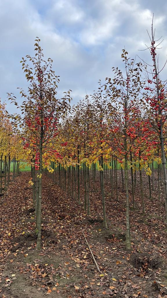 Sierappelboom, Tuin en Terras, Planten | Bomen, Ophalen, Volle zon, Overige soorten, 100 tot 250 cm