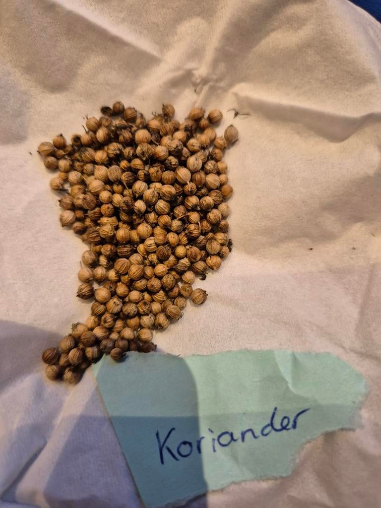 Koriander zaden - verse oogst!, Tuin en Terras, Bloembollen en Zaden, Zaad, Gehele jaar, Volle zon, Ophalen of Verzenden