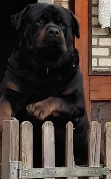 Super forse ouderwetse Rottweiler Dekreu, Reu, Parvo, Eén hond, 3 tot 5 jaar