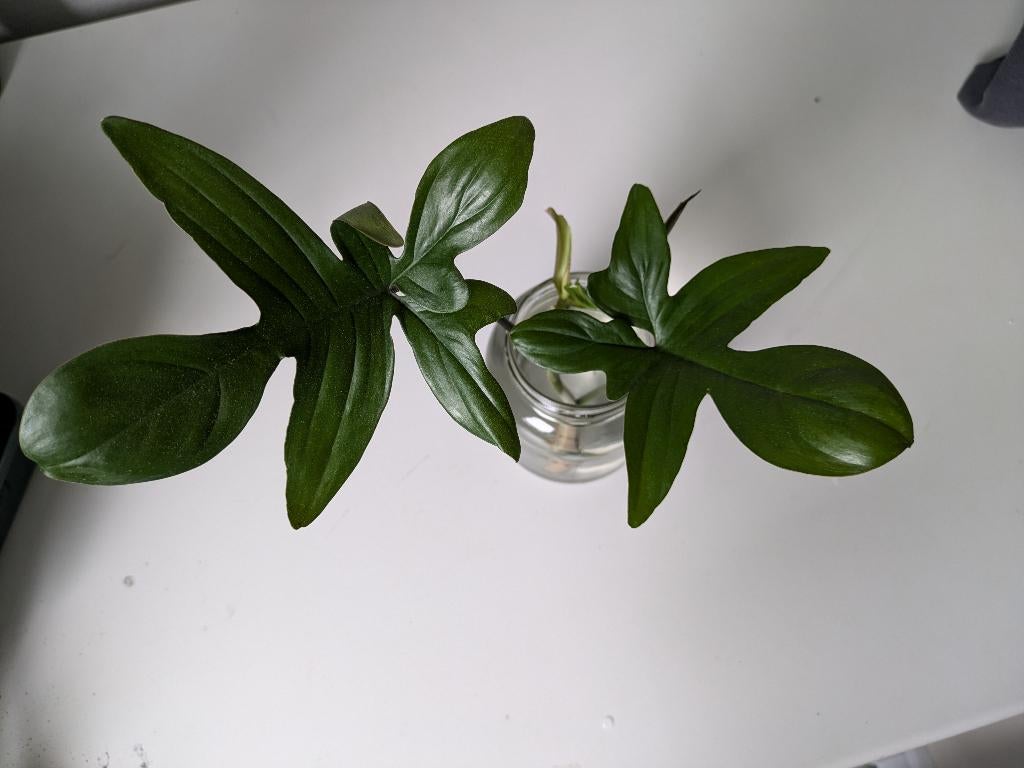 Philodendron Pedatum grote stek, Huis en Inrichting, Kamerplanten, Ophalen of Verzenden, Halfschaduw, Minder dan 100 cm