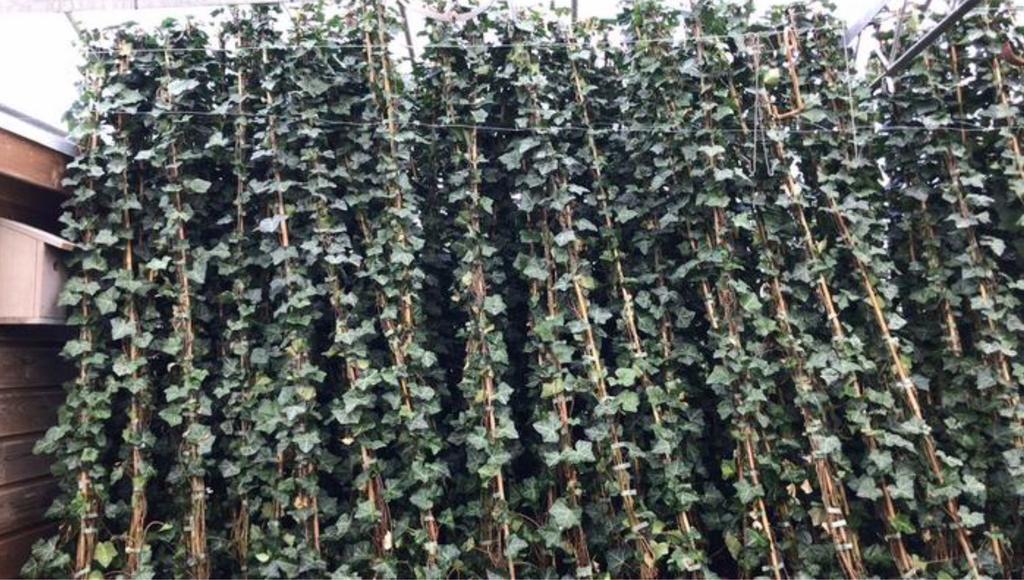 Volle Hedera hibernica 40-60 t/m 200/225 cm, Tuin en Terras, Planten | Tuinplanten, Ophalen, Vaste plant, Bloeit niet, Halfschaduw