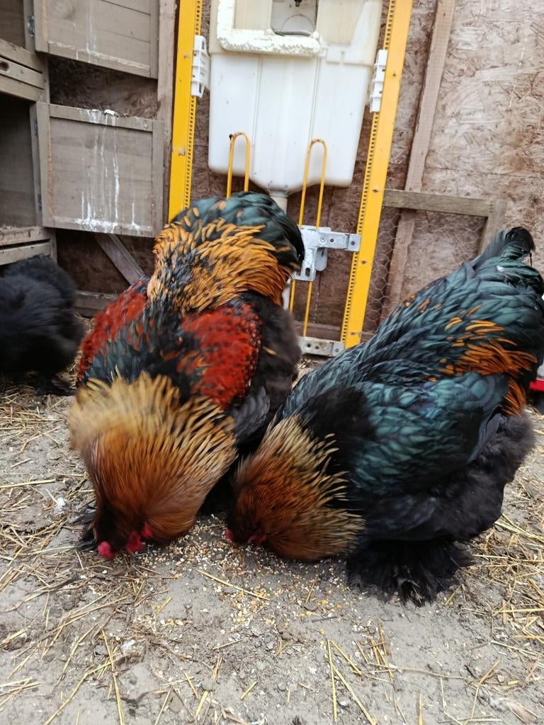 Kippen hanen prachtige lieve hanen zoeken nieuw huis., Dieren en Toebehoren, Mannelijk, Kip
