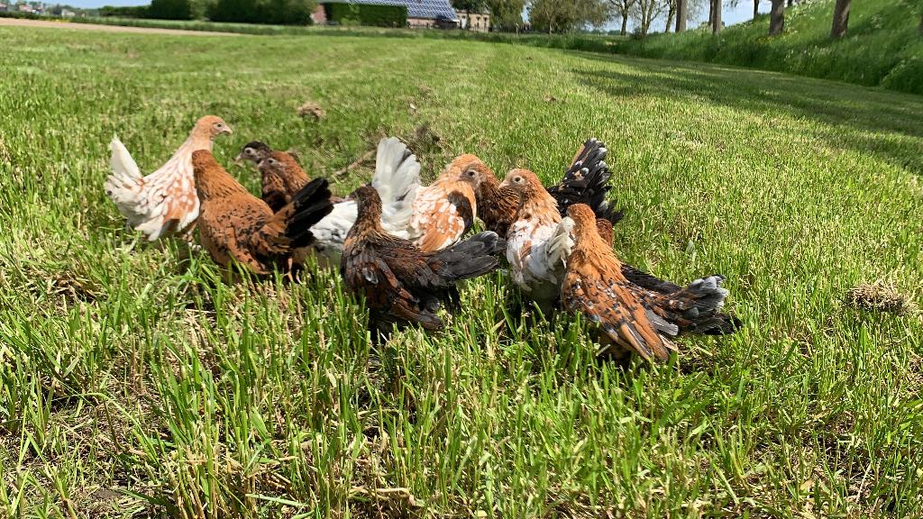 Jonge tamme Sabelpoot kriel kippen gesekst & ingeënt