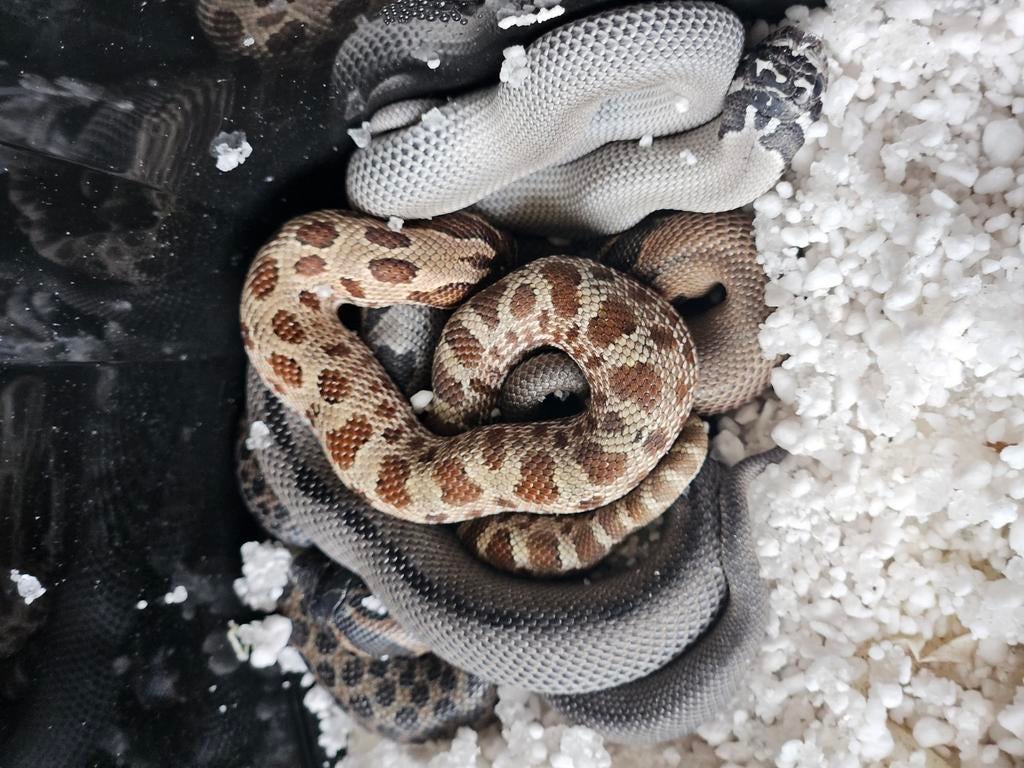 Nk 25 heterodon nasicus meerdere morphs Kerstaanbieding!!!, Dieren en Toebehoren, Reptielen en Amfibieën, Slang, 0 tot 2 jaar