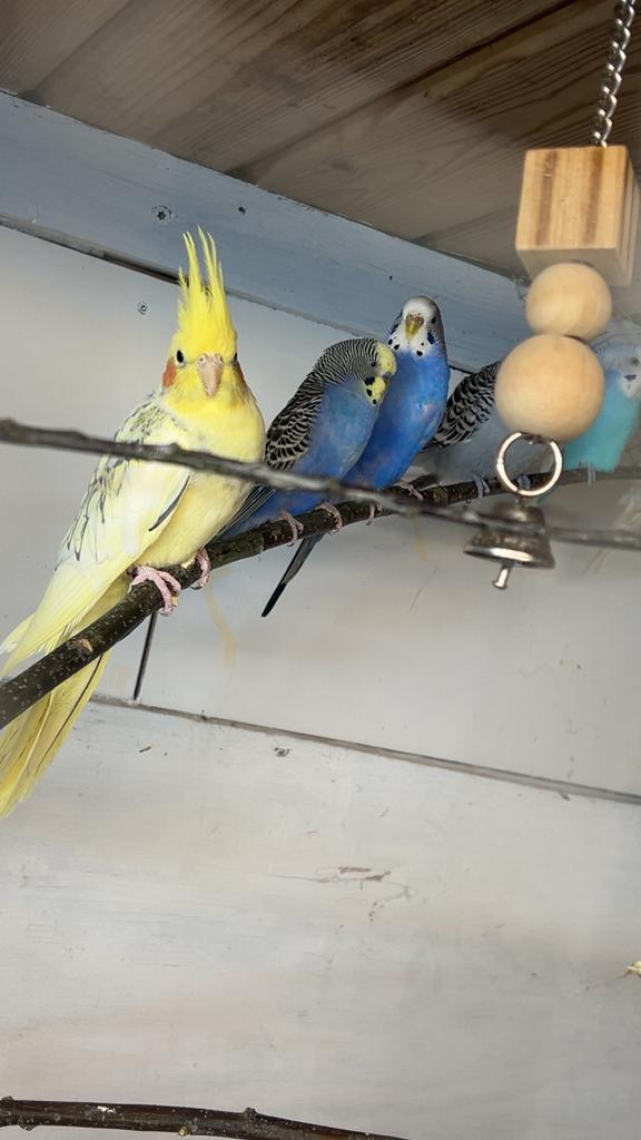 Opzoek nr parkieten, Mannelijk, Parkiet