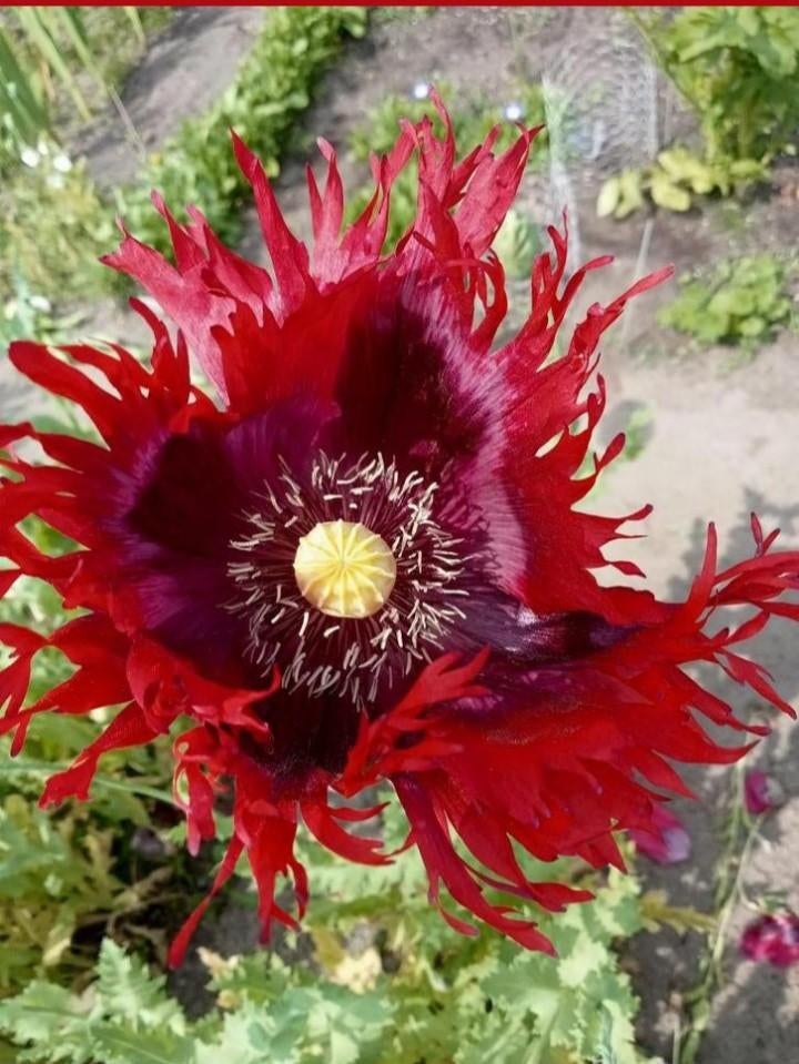 Papaver somniferum Turkish Red zaden, Ophalen of Verzenden, Voorjaar, Volle zon, Zaad