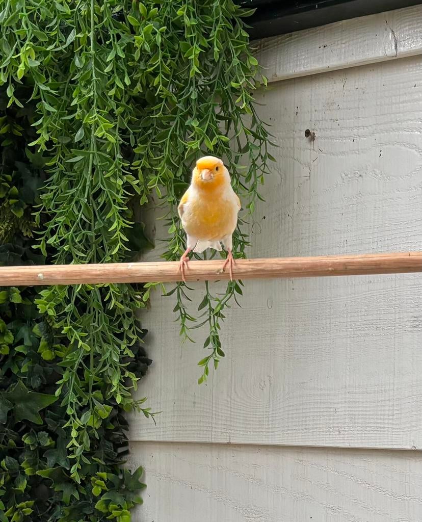 Kanaries te koop. Mannen en poppen. Geen koppels, Dieren en Toebehoren, Meerdere dieren