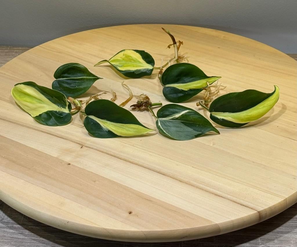 Philodendron Silver Stripe (gewortelde stek), Ophalen of Verzenden, Halfschaduw, Minder dan 100 cm