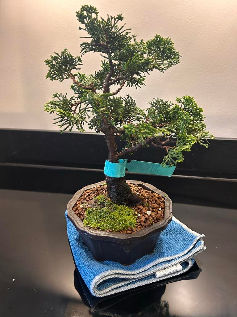 Shohin Chamaecyparis obtusa Bonsai, Overige soorten, Vaste plant, Ophalen of Verzenden, Bloeit niet