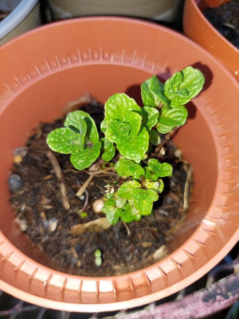 Muntplant in pot, Ophalen, Vaste plant, Kruiden, Volle zon