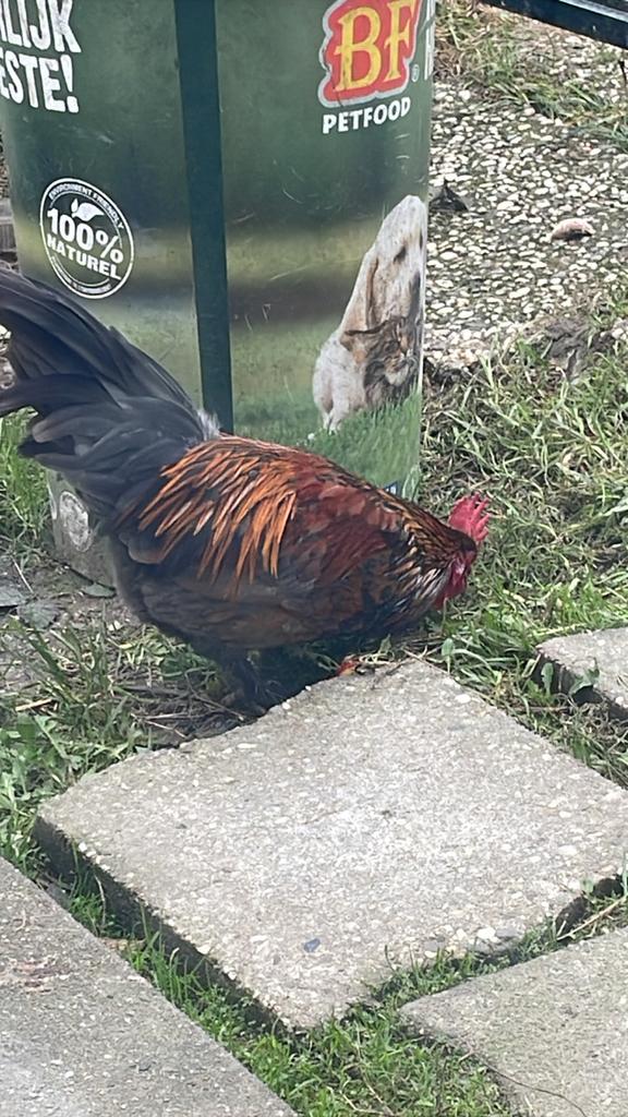 Gratis krielhaantjes, Dieren en Toebehoren, Pluimvee, Meerdere dieren, Kip