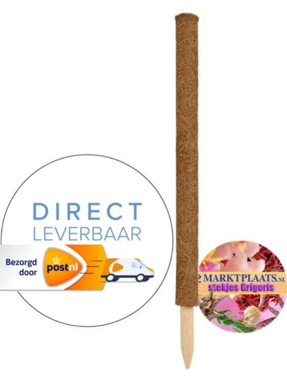 kokos plantenstok mosstok uitbreidbaar 60 cm NIEUW, Overige soorten, In pot, Minder dan 100 cm, Bloeiende kamerplant