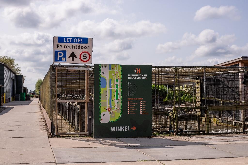 Faverolle kriel kippenkuikens | Gesekst en Ingeënt, Vrouwelijk, Kip