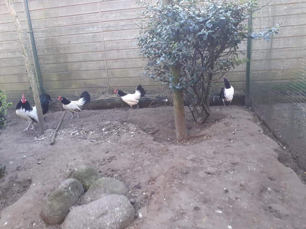 Lakenvelderkriel kippen, haan met 4 hennen., Meerdere dieren, Kip