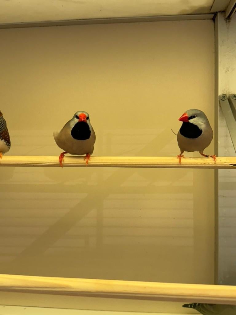 Te koop koppel spitsstaarten, Meerdere dieren, Tropenvogel