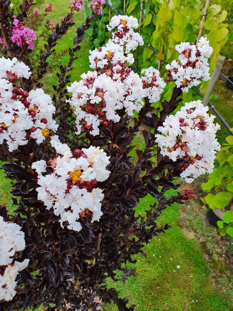 Lagerstroemia indica Coconut Sorbet / Nieuwe soort ‼️‼️, Tuin en Terras, 250 tot 400 cm, Zomer, Ophalen, Volle zon