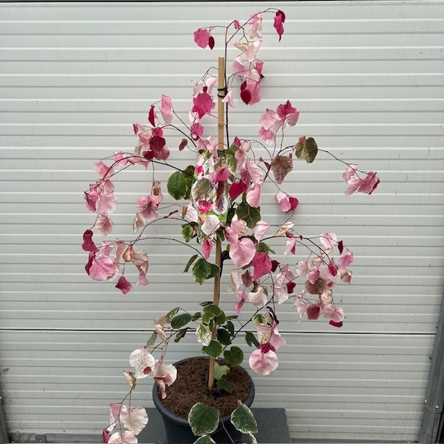 Cercis of Judasboom, Tuin en Terras, Planten | Bomen, Ophalen of Verzenden, Lente, In pot, 100 tot 250 cm