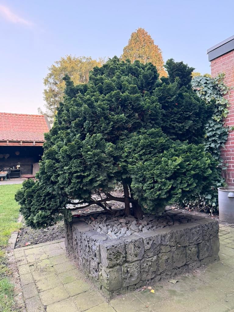 “Grote Hinoki cipres (Chamaecyparis obtusa Nana Gracilis), Tuin en Terras, Planten | Bomen, Ophalen, Overige soorten