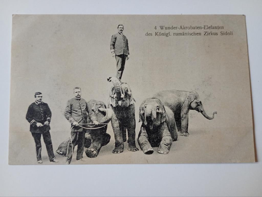 Circus Sidoli Olifanten met Acrobaten, Ophalen of Verzenden, Voor 1920, Ongelopen, Overige thema's