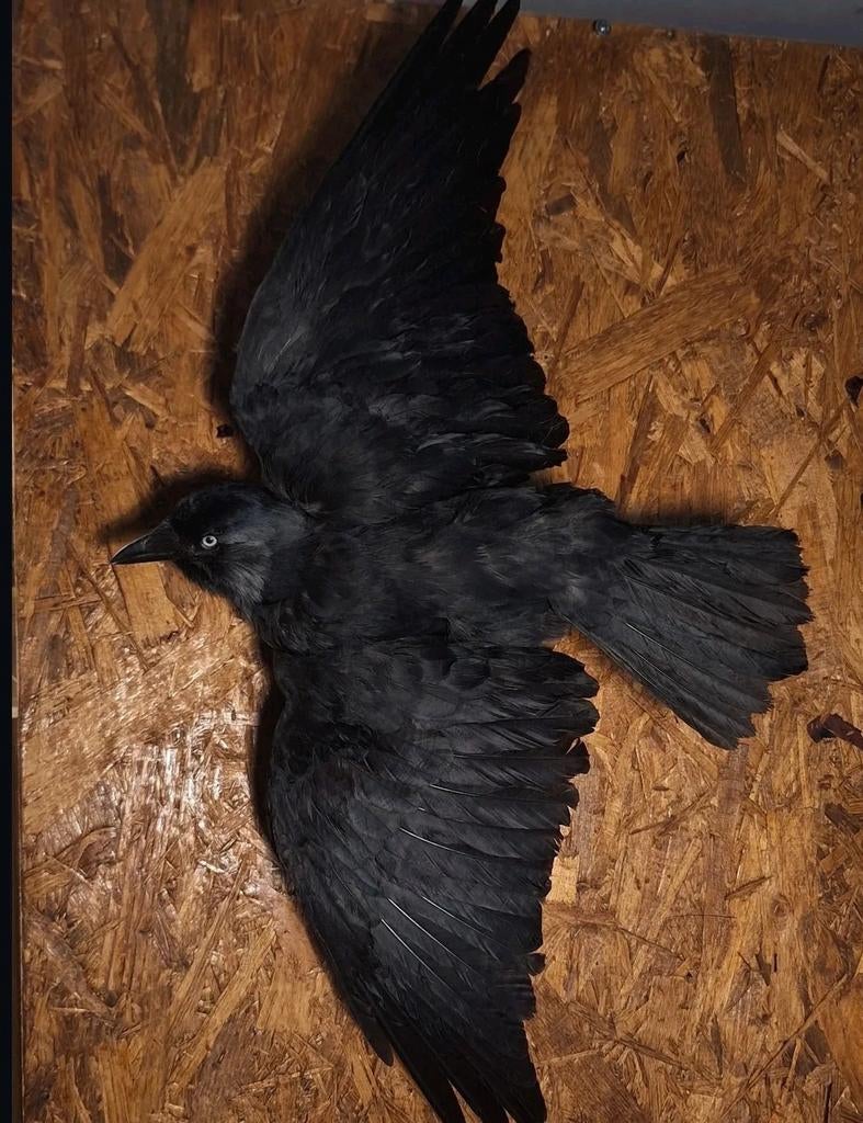 Opgezette kauw, Ophalen of Verzenden, Nieuw, Vogel, Opgezet dier