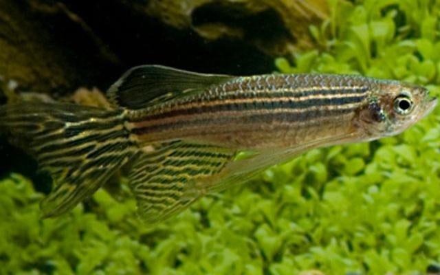 Hobbyaquarium Danio Rerio Longfin / zebra danio sluier, Dieren en Toebehoren, Vissen | Aquariumvissen, Zoetwatervis, Vis, Schoolvis