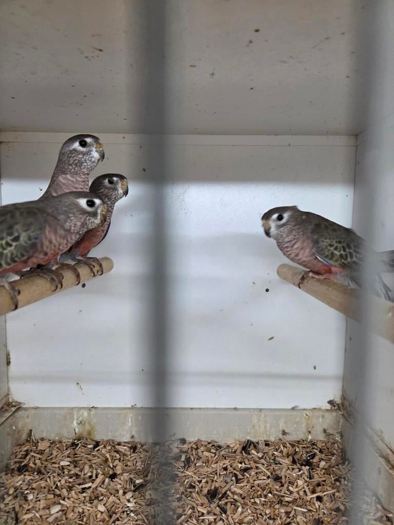 Bourks parkieten, Meerdere dieren, Parkiet