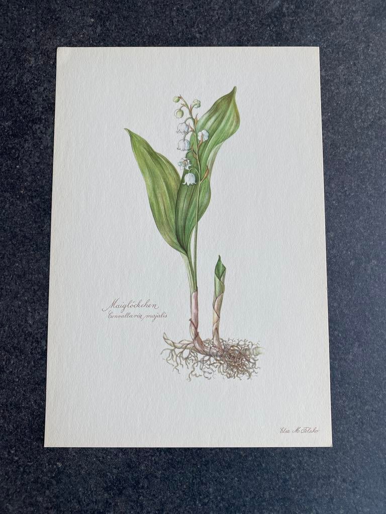 10 prenten planten/kruiden 16,5x24 samen 20 euro oa narcis, Antiek en Kunst, Ophalen of Verzenden