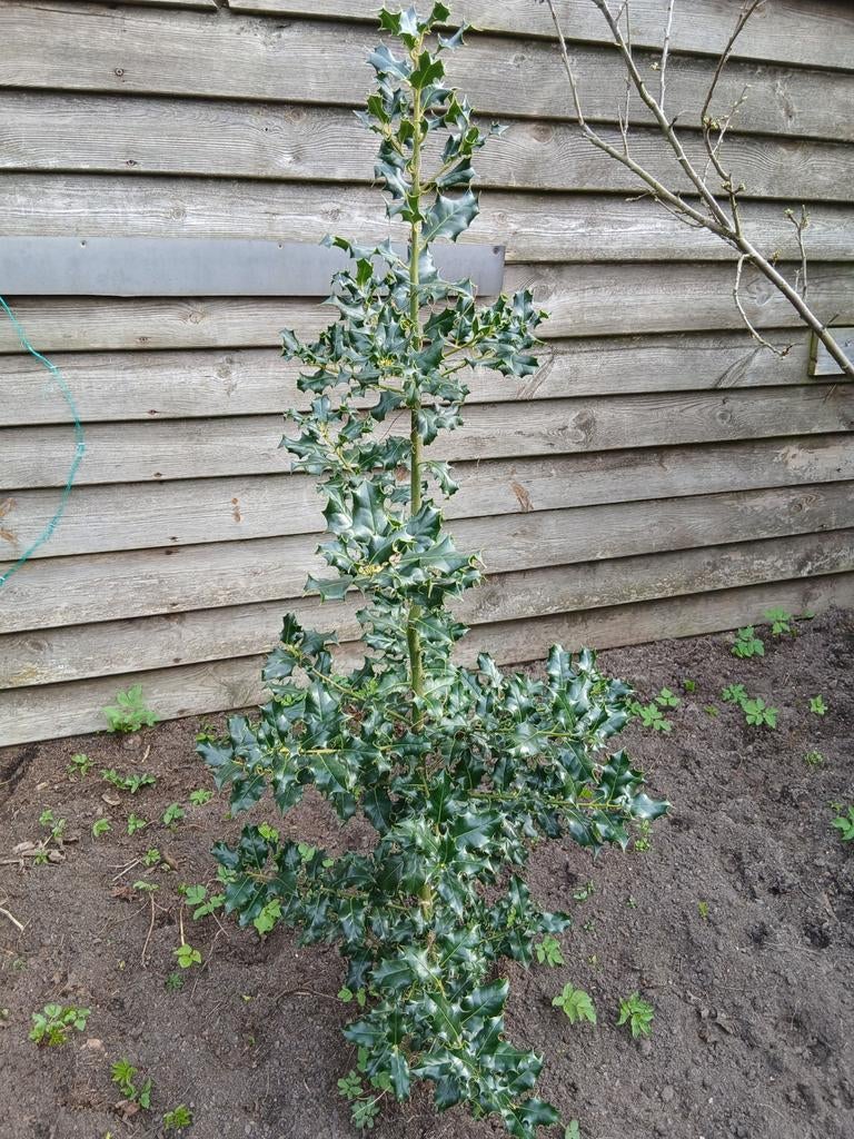Hulst boompje, Tuin en Terras, Planten | Bomen, Ophalen, Overige soorten, 100 tot 250 cm