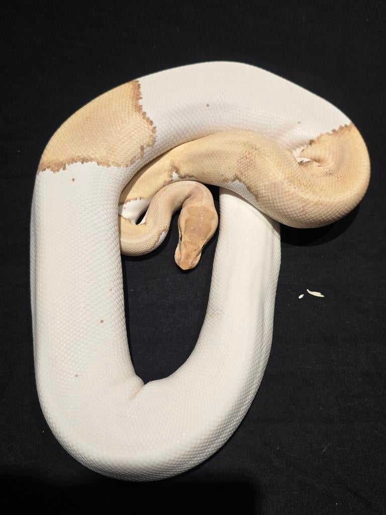 0.1 mojave ultramel pied het ghost ball python, Dieren en Toebehoren, Slang, 0 tot 2 jaar