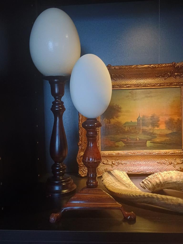 3 nandoe eieren, Ophalen of Verzenden