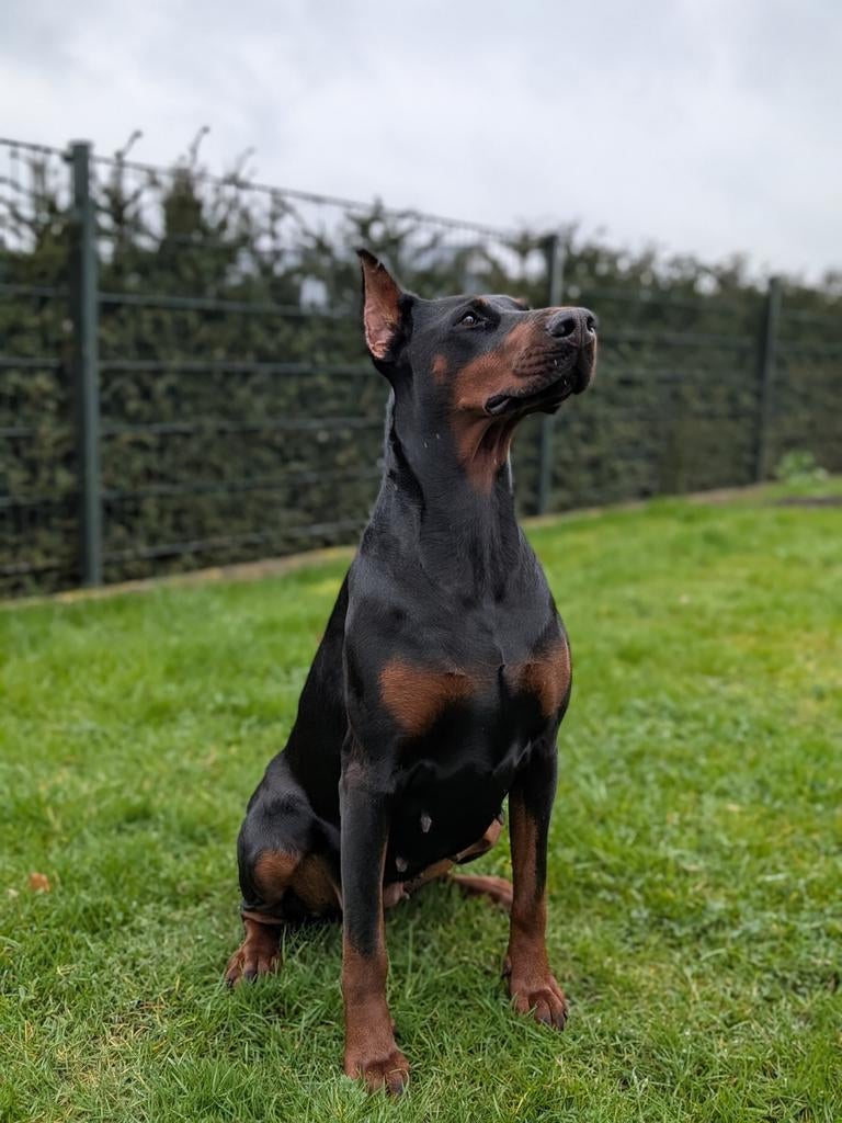 Dobermann pups verwacht!, Overige rassen, 8 tot 15 weken, Meerdere, Meerdere dieren