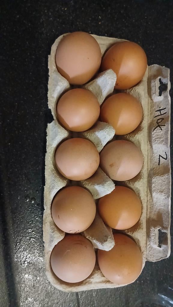 Broedeieren bruine legkippen, Geslacht onbekend, Kip