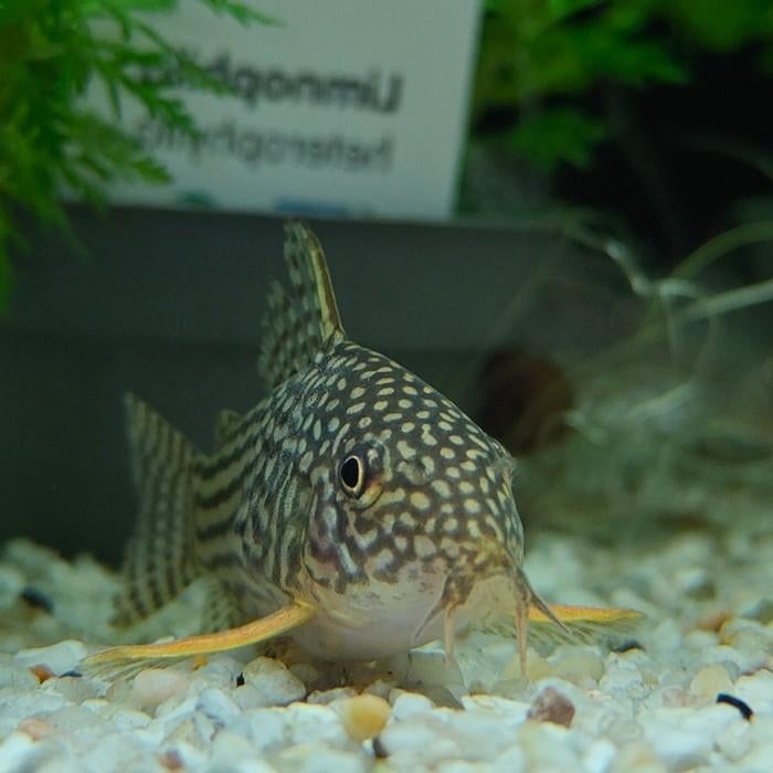 Corydoras sterbai, Vis