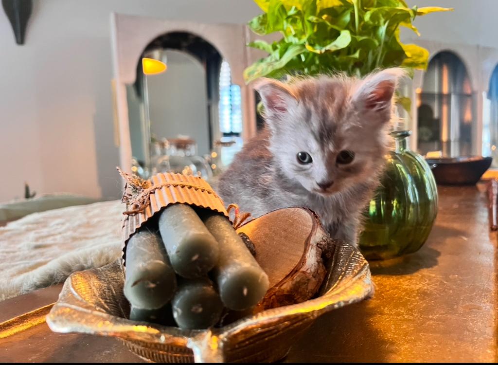 Blue zilver smoke Maincoon katertje zoekt gouden mandje, Kater, Gechipt, 0 tot 2 jaar