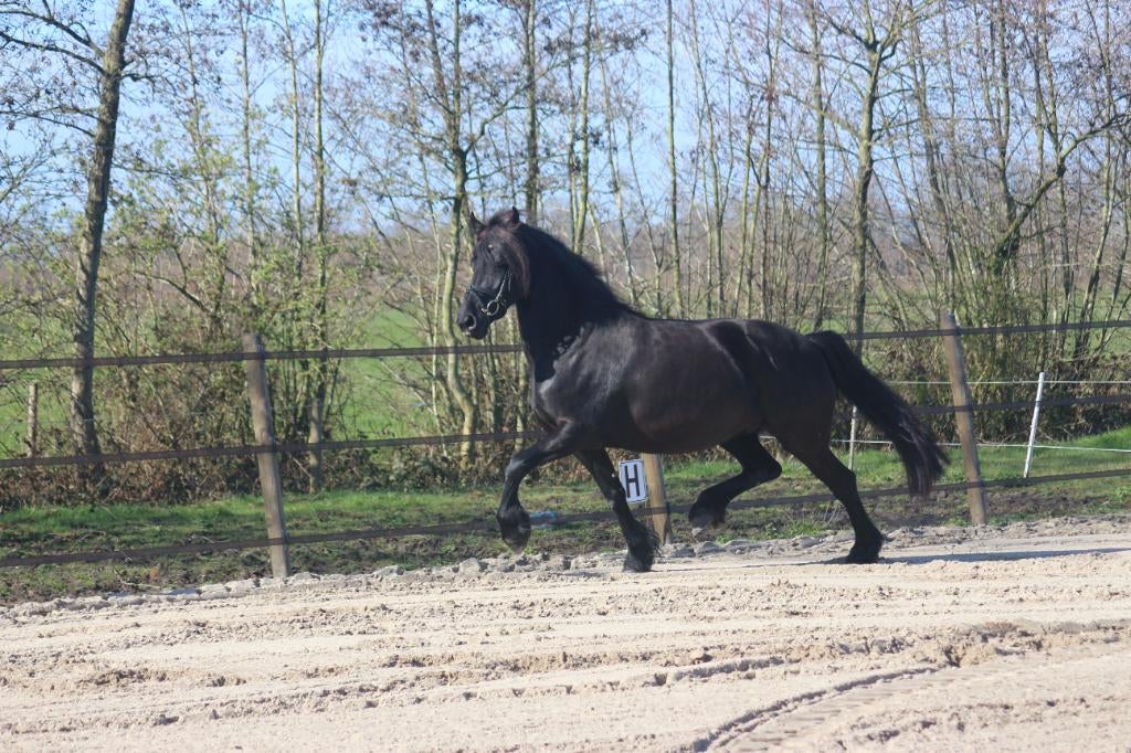 Friese Stermerrie – drachtig van reservekampioen Mans 543, Dieren en Toebehoren, Paarden, Merrie, Onbeleerd, 160 tot 165 cm, 3 tot 6 jaar